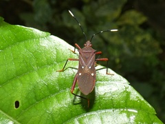 Leptoscelis quadrisignatus
