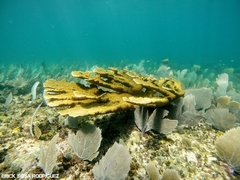Acropora palmata