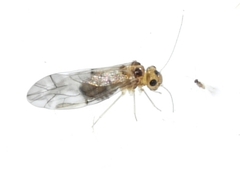 Peripsocus
