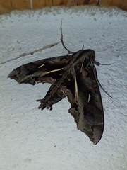 Hemeroplanes triptolemus