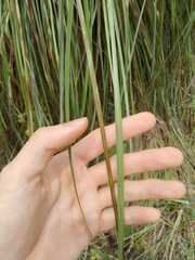 Andropogon cretaceus