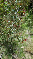Eucalyptus radiata