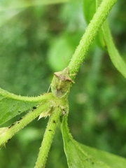 Cyptocephala
