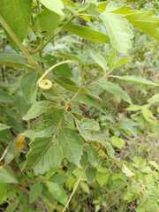Paullinia pinnata