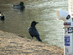 Corvus brachyrhynchos