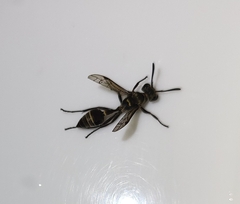 Metapolybia