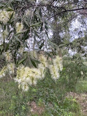 Melaleuca pallida
