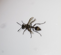 Metapolybia