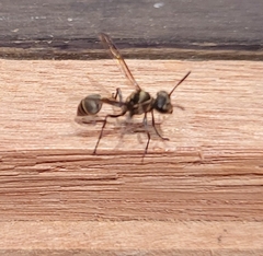 Metapolybia