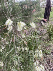 Melaleuca pallida