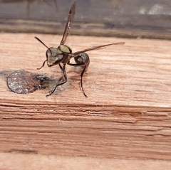Metapolybia