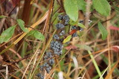 Morella caroliniensis