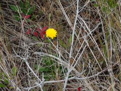 Hypochaeris radicata