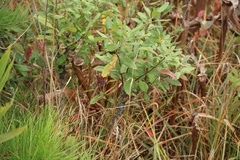 Morella caroliniensis