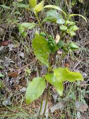 Hackelia latifolia