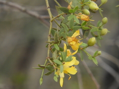 Larrea divaricata