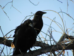 Corvus brachyrhynchos
