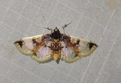 Compacta hirtalis