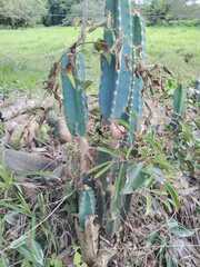 Cereus jamacaru