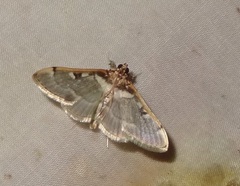 Apilocrocis pimalis