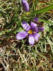 Sisyrinchium scabrum