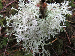 Platismatia stenophylla