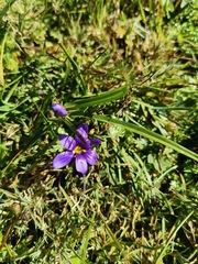 Sisyrinchium scabrum