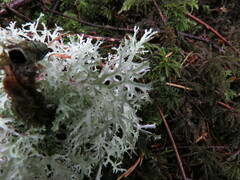 Platismatia stenophylla