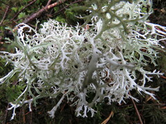 Platismatia stenophylla