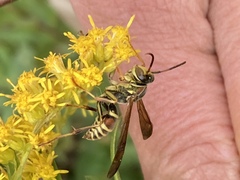 Polistes dorsalis
