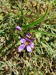 Sisyrinchium scabrum