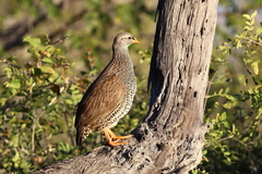 Pternistis natalensis