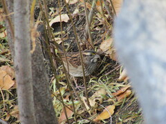 Zonotrichia albicollis