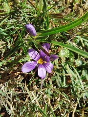 Sisyrinchium scabrum
