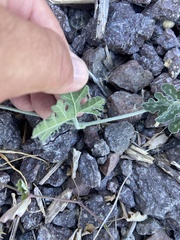 Cucurbita cordata
