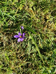 Sisyrinchium scabrum