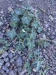 Cucurbita cordata