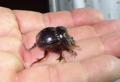 Dichotomius colonicus