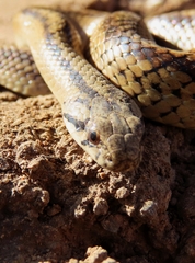 Galvarinus chilensis