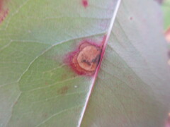 Coptodisca splendoriferella