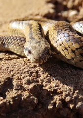 Galvarinus chilensis