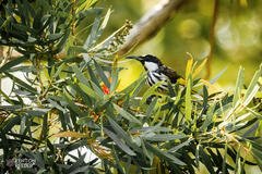 Phylidonyris niger