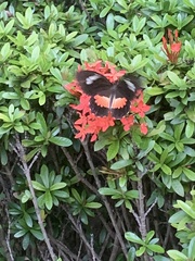 Papilioninae