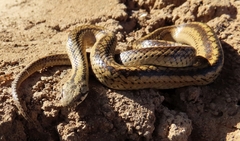 Galvarinus chilensis