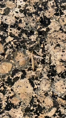 Tipula