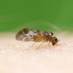 Peripsocus