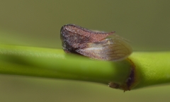 Membracidae
