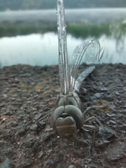 Rhionaeschna psilus