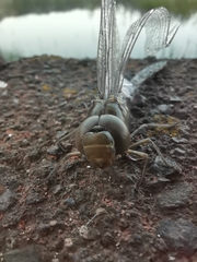 Rhionaeschna psilus