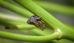 Membracidae
